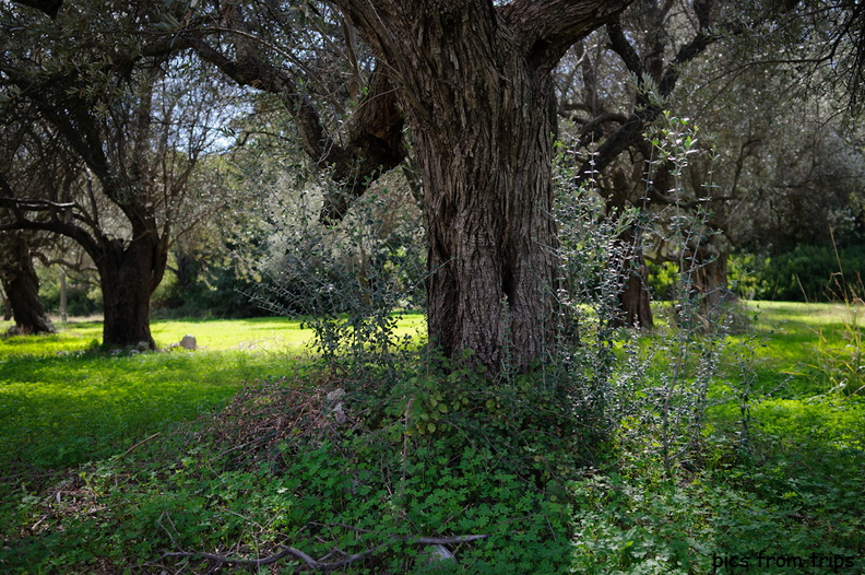 olive trees2010d18c116.jpg